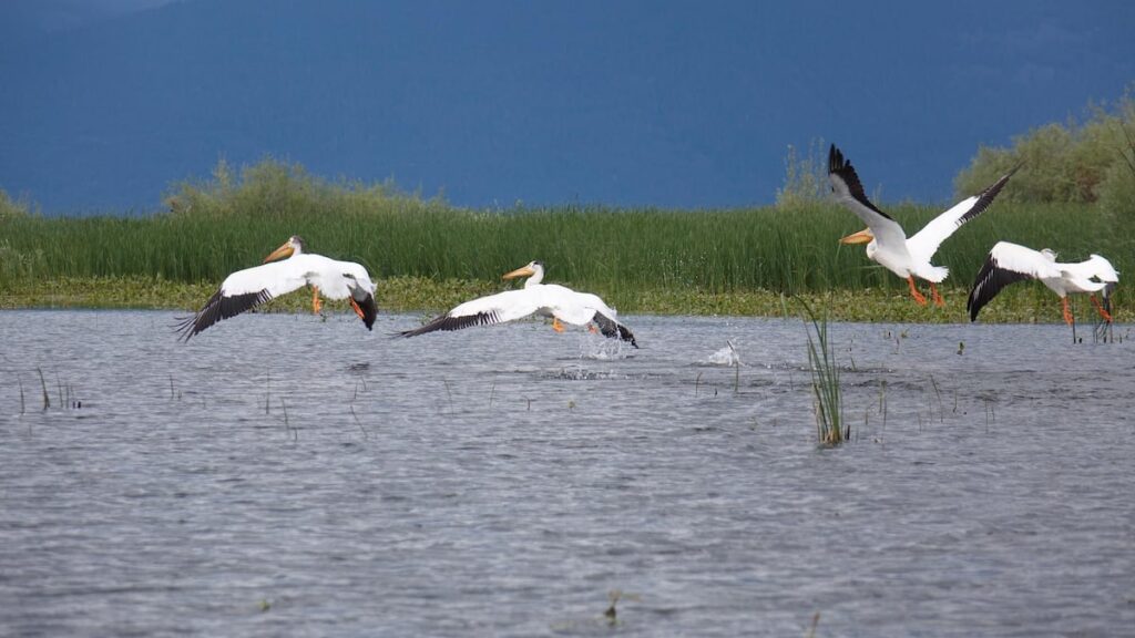 As the environment changes, more white pelicans find homes on the Columbia River